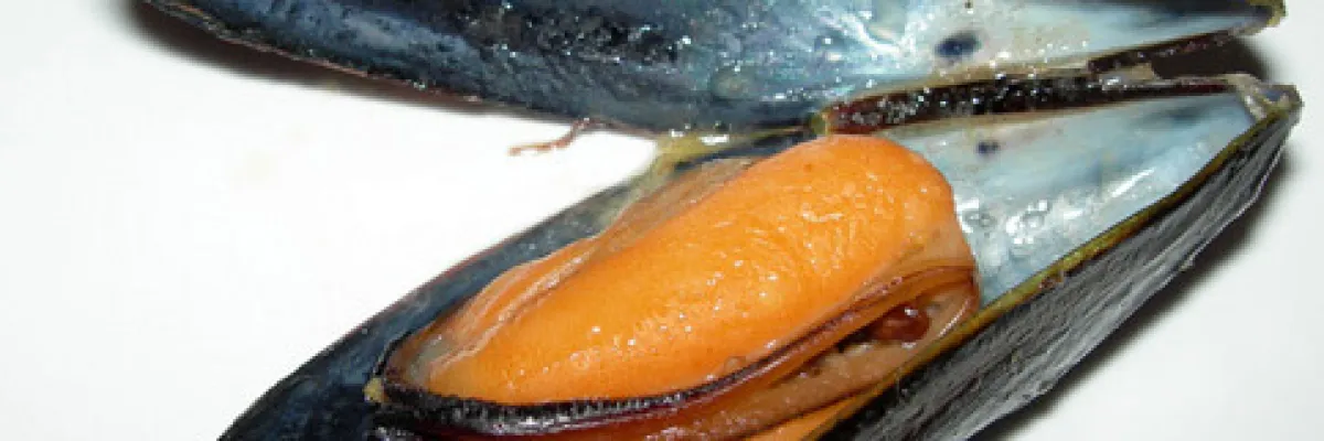 Soutè di cozze