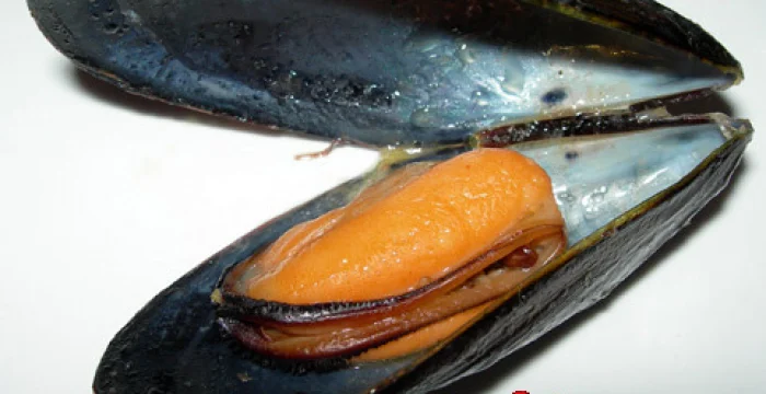 Soutè di cozze