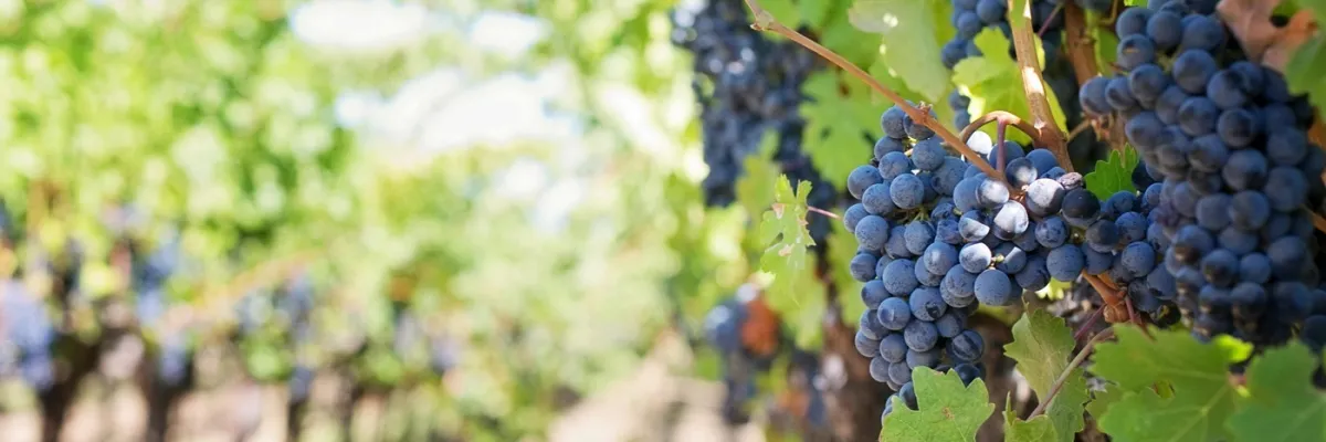 I grandi vini d'Italia: classificazioni, eccellenze e denominazioni