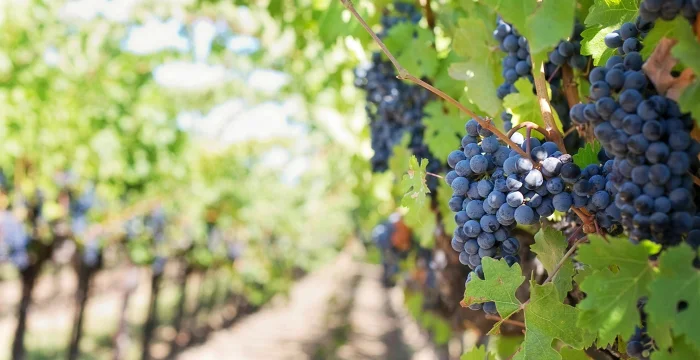 I vini più famosi d'Italia