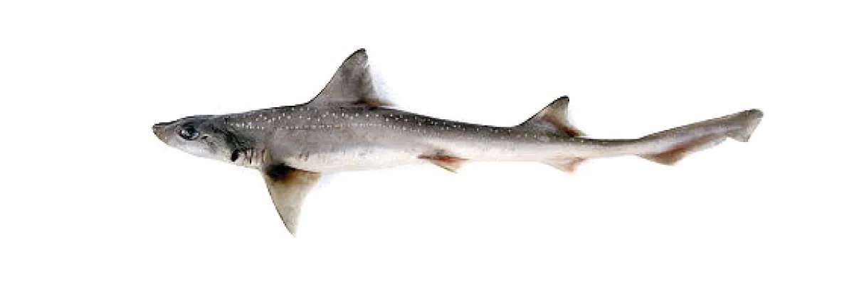 Palombo al limone